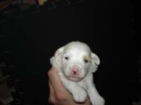 Coton de Tulear Puppies Indiana
