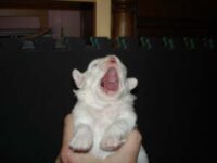 Coton de Tulear Puppies Indiana