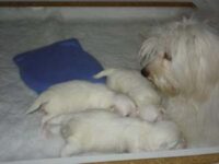 Coton de Tulear Puppies Indiana