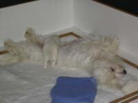 Coton de Tulear Puppies Indiana