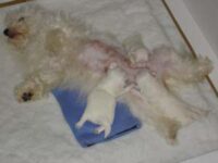 Coton de Tulear Puppies Indiana