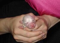 Coton de Tulear Puppies Indiana