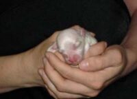 Coton de Tulear Puppies Indiana