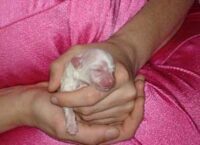 Coton de Tulear Puppies Indiana