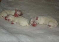 Coton de Tulear Puppies Indiana