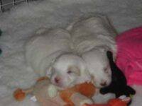 Coton de Tulear Puppies Indiana