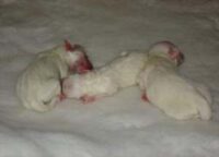 Coton de Tulear Puppies Indiana