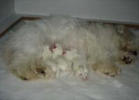 Coton de Tulear Puppies Indiana