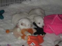 Coton de Tulear Puppies Indiana