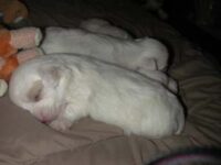 Coton de Tulear Puppies Indiana