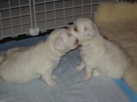 Coton de Tulear Puppies Indiana