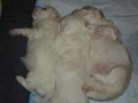 Coton de Tulear Puppies Indiana