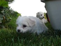 Coton de Tulear Puppies Indiana