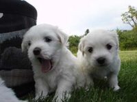 Coton de Tulear Puppies Indiana