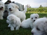 Coton de Tulear Puppies Indiana