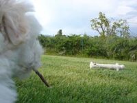 Coton de Tulear Puppies Indiana