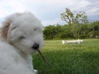 Coton de Tulear Puppies Indiana