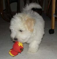 Coton de Tulear Puppies Indiana