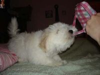 Coton de Tulear Puppies Indiana