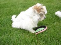 Coton de Tulear Puppies Indiana