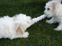 Coton de Tulear Puppies Indiana