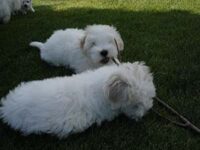 Coton de Tulear Puppies Indiana