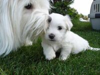 Coton de Tulear Puppies Indiana