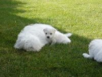 Coton de Tulear Puppies Indiana
