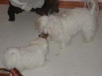 Coton de Tulear Puppies Indiana