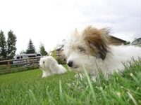Coton de Tulear Puppies Indiana