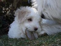 Coton de Tulear Puppies Indiana