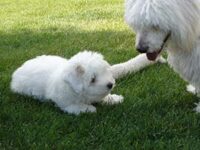 Coton de Tulear Puppies Indiana