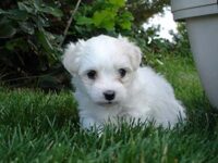 Coton de Tulear Puppies Indiana
