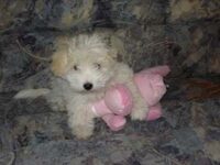 Coton de Tulear Puppies Indiana