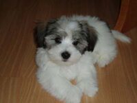 Coton de Tulear Puppies Indiana