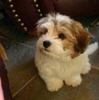 Coton de Tulear Puppies Indiana