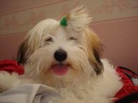 Coton de Tulear Puppies Indiana