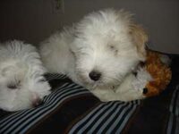 Coton de Tulear Puppies Indiana