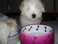 Coton de Tulear Puppies Indiana