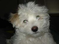 Coton de Tulear Puppies Indiana