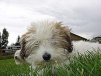 Coton de Tulear Puppies Indiana