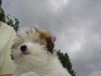 Coton de Tulear Puppies Indiana