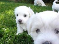 Coton de Tulear Puppies Indiana