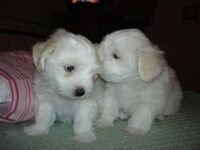 Coton de Tulear Puppies Indiana