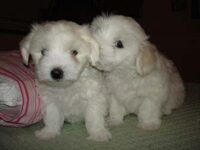 Coton de Tulear Puppies Indiana