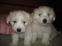 Coton de Tulear Puppies Indiana