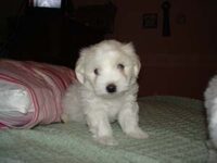 Coton de Tulear Puppies Indiana