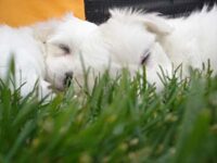 Coton de Tulear Puppies Indiana