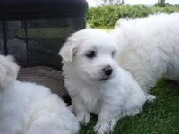 Coton de Tulear Puppies Indiana