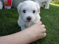 Coton de Tulear Puppies Indiana